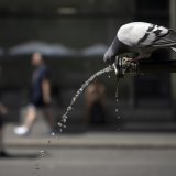 Une alerte canicule de degré 3 est en vigueur sur tout le canton jusqu'au 17 août.